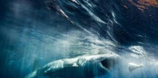 Squalo bianco, per i surfisti luci a Led contro attacchi del grande predatore: lo studio