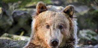 Tentano di truffare l’assicurazione auto travestiti da orso, l’incredibile piano in California – Video