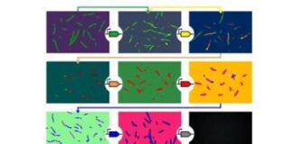 Tor Vergata e Ucla, studio replica attività cellulare con geni sintetici