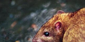 Udienze rinviate a Prato, un topo ha provocato black out in tribunale