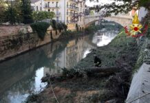 Vicenza, tagliati gli alberi sradicati sull’argine del Retrone vigili del fuoco al lavoro sul retrone per rimuovere gli alberi