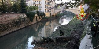 Vicenza, tagliati gli alberi sradicati sull’argine del Retrone vigili del fuoco al lavoro sul retrone per rimuovere gli alberi