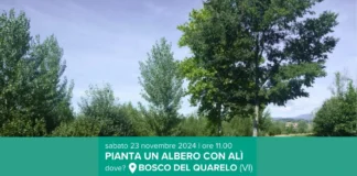 Dai supermercati Alì 3000 alberi per due nuovi polmoni verdi a Vicenza verdi vicenza
