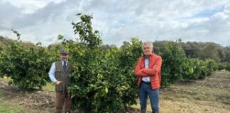 Agroalimentare, Op Armonia, da Salerno arriva unica varietà italiana di clementina tardiva