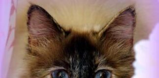 Aviaria, muore gatto in Oregon: ritirato cibo crudo congelato