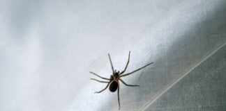 Bimbo operato a Napoli per necrosi da ragno violino, cosa fare se morde