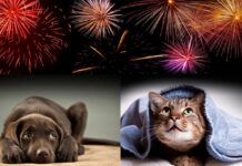 Capodanno, l’appello di Zanoni (consigliere regionale Pd): “Stop ai botti per la sicurezza di persone e animali” Botti e fuochi di artificio spaventano gli animali