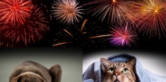 Capodanno, l’appello di Zanoni (consigliere regionale Pd): “Stop ai botti per la sicurezza di persone e animali” Botti e fuochi di artificio spaventano gli animali