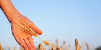 L’immunologo, ‘allergeni occulti in reazioni allergiche mortali’