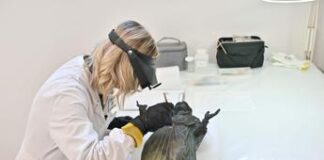 Nuovo tesoro riemerso a San Casciano, 4 statue e serpenti bronzei