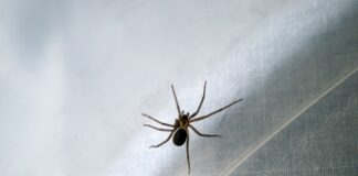 Ragno violino in decorazioni feste, etologo: “Aumentano punture”