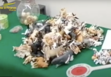 Guardia di Finanza Vicenza: sequestro a Bassano e Noventa di centinaia di giocattoli, calzature e decorazioni natalizie non sicure Guardia di Finanza Vicenza: sequestro a Bassano e Noventa di centinaia di giocattoli, calzature e decorazioni natalizie non sicure