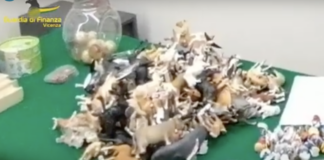 Guardia di Finanza Vicenza: sequestro a Bassano e Noventa di centinaia di giocattoli, calzature e decorazioni natalizie non sicure Guardia di Finanza Vicenza: sequestro a Bassano e Noventa di centinaia di giocattoli, calzature e decorazioni natalizie non sicure