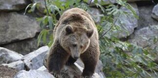 Trento, abbattuto nella notte l’orso M91: “Era pericoloso”