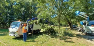 Borgo Casale, FdI contro l’abbattimento degli alberi: Rucco e Aldighieri attaccano Spiller. “Serve trasparenza, non ruspe improvvise” Alberi in abbattimento a Vicenza a Borgo Casale (foto d'archivio)
