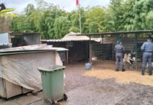 Canile fantasma scoperto dalla Guardia di Finanza di Verona: un denunciato per maltrattamento di animali canile fantasma verona