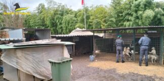 Canile fantasma scoperto dalla Guardia di Finanza di Verona: un denunciato per maltrattamento di animali canile fantasma verona