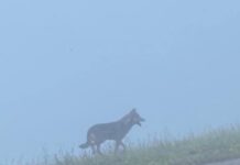 Lupo, nel vicentino è quasi emergenza: la Provincia scrive al ministro Pichetto Fratin Lupi in Veneto, diffusa una brochure dalla regione