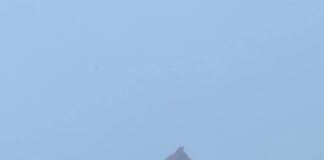 Lupo, nel vicentino è quasi emergenza: la Provincia scrive al ministro Pichetto Fratin Lupi in Veneto, diffusa una brochure dalla regione