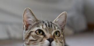 Aviaria, gatto contagiato in provincia di Bologna