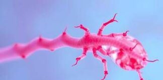 Farmaci, disponibile in Italia efgartigimod alfa per uso sottocutaneo in miastenia grave