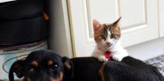 Gatti e cani a rischio aviaria? Le raccomandazioni dell’Iss: “No a carne cruda nella pappa”