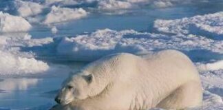 Il segreto dell’orso polare per sopravvivere a temperature sottozero? L’antigelo