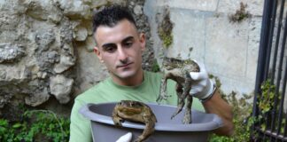Rischi per gli anfibi in Veneto, ambientalista lancia l’allarme sulle strutture artificiali: “Serve una responsabilità condivisa” anfibi veneto