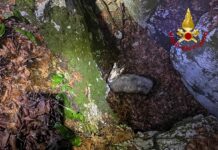 Valbrenta, camoscio cade a Monte Campolongo in una trincea della Prima Guerra Mondiale: salvato dai vigili del fuoco Vigili del fuoco salvano camoscio caduto in trincea della Prima Guerra mondiale a Monte Campolongo Valbrenta