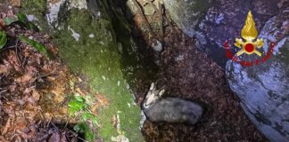 Valbrenta, camoscio cade a Monte Campolongo in una trincea della Prima Guerra Mondiale: salvato dai vigili del fuoco Vigili del fuoco salvano camoscio caduto in trincea della Prima Guerra mondiale a Monte Campolongo Valbrenta