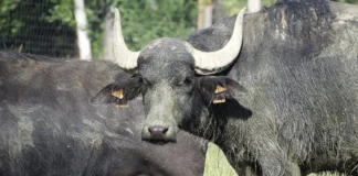 Focolaio di afta epizootica in Germania, Caner al Ministro Lollobrigida: “Bloccare subito l’import” afta epizootica germania