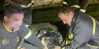 Vigili del fuoco salvano cane caduto in una roggia a Rosà cane rosà