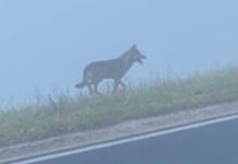 Lupi in Veneto, Corazzari “Inviata ai sindaci una brochure sui comportamenti corretti da tenere in caso di avvistamento” lupi in veneto, diffusa brochure