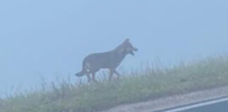 Lupi in Veneto, Corazzari “Inviata ai sindaci una brochure sui comportamenti corretti da tenere in caso di avvistamento” lupi in veneto, diffusa brochure