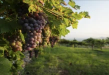 Uve Venete, Osservatorio Veneto Agricoltura: “Prezzi in calo nella vendemmia 2024” uve venete