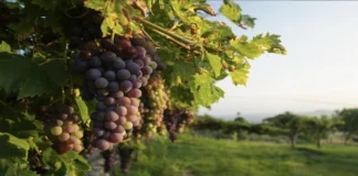 Uve Venete, Osservatorio Veneto Agricoltura: “Prezzi in calo nella vendemmia 2024” uve venete