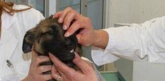 A Roma nascerà il primo ospedale veterinario pubblico d’Italia