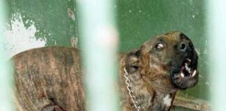 Aggredito dai suoi pitbull a Ostia, gravissimo 29enne