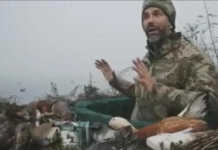 L’anatra del giovane Trump: chi l’ha uccisa Anatra casarca, il giovane Trump (forse) non l'ha uccisa