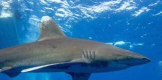 Australia, 17enne attaccata da uno squalo a 100 metri dalla riva: morta per le ferite