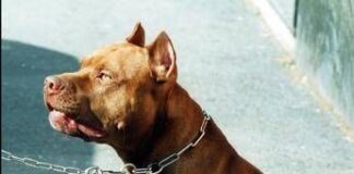 Bimba sbranata da pitbull, veterinari: “Per evitare tragedie serve corretta gestione dei cani”