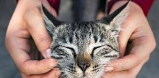 Giornata del Gatto, la passione non conosce confini: ecco i cantanti, attori e registi ‘pazzi’ per i felini