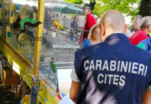 Uccellini in gabbia con le ali tagliate, quattro denunce tra Udine e Vicenza per maltrattamento di animali maltrattamento animali i carabinieri forestali scoprono uccellini con le ali tagliate