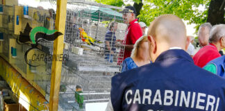 Uccellini in gabbia con le ali tagliate, quattro denunce tra Udine e Vicenza per maltrattamento di animali maltrattamento animali i carabinieri forestali scoprono uccellini con le ali tagliate