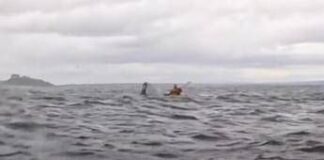 Inghiottito da una megattera e risputato: un incontro ravvicinato nello stretto di Magellano – Il video