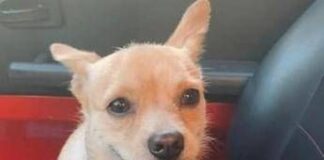 Palermo, orrore nelle Madonie: cane torturato, scuoiato e impiccato. 1500 euro a chi denuncia