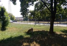 San Pio X, Liliana Zocca e Nicolò Aldighieri (FdI Vicenza): “Parco di via Giuriato e area cani nel degrado, il Comune intervenga” Parco di via Giuriato a San Pio X