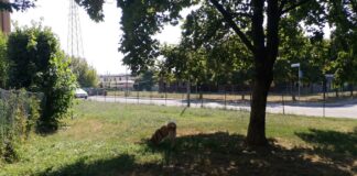 San Pio X, Liliana Zocca e Nicolò Aldighieri (FdI Vicenza): “Parco di via Giuriato e area cani nel degrado, il Comune intervenga” Parco di via Giuriato a San Pio X