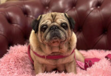 Animali da compagnia in Consiglio Veneto: depositata proposta di legge animali consiglio veneto