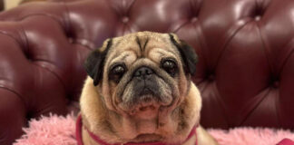 Animali da compagnia in Consiglio Veneto: depositata proposta di legge animali consiglio veneto